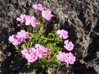 /album/fotogalerie-nabidka/silene-macrantha-jpg/